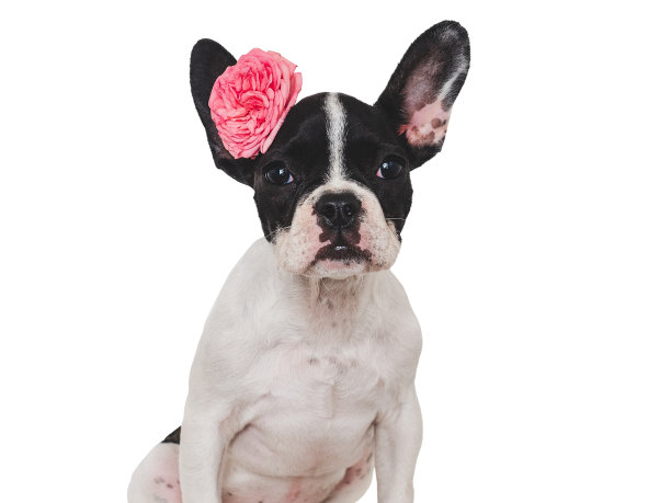 可爱的小狗和鲜艳的花朵。特写镜头,在室内图片下载