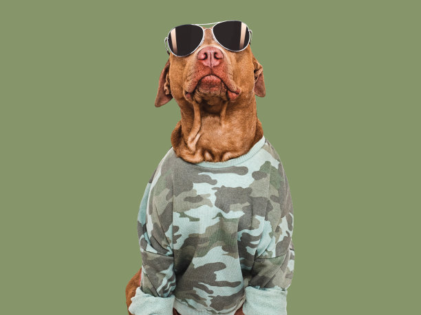 可爱的棕色狗，军装衬衫和太阳镜图片下载