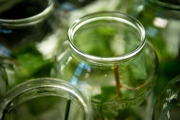 腌渍黄瓜的过程腌黄瓜。自制的泡菜。腌黄瓜。图片下载