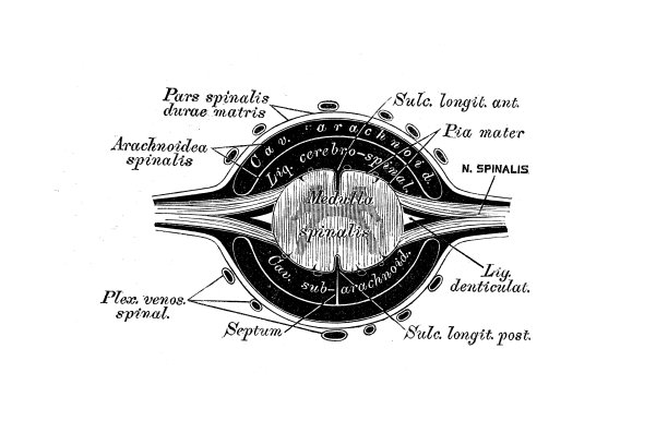 脊髓鞘的结构图片下载