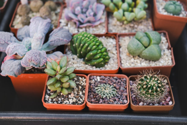 商店里盆栽的大量多肉植物图片下载