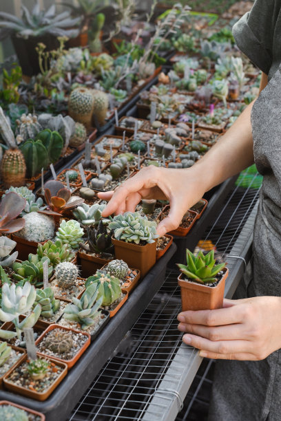 商店里盆栽的大量多肉植物。买盆栽植物图片下载