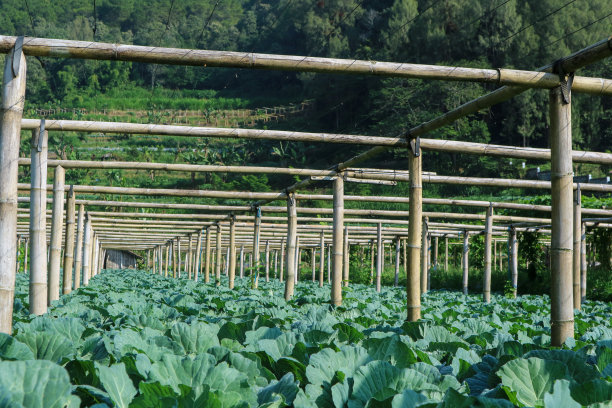 农民田地里的绿色卷心菜图片下载