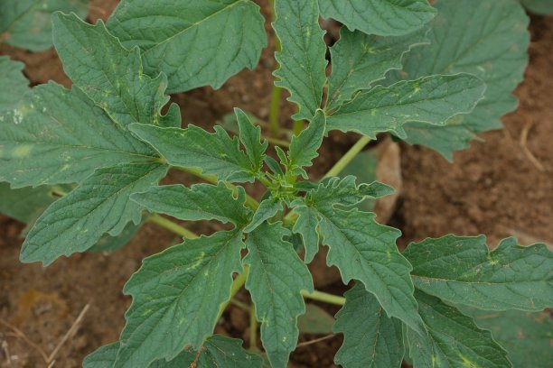 芝麻幼苗正在生长，俯视图图片下载