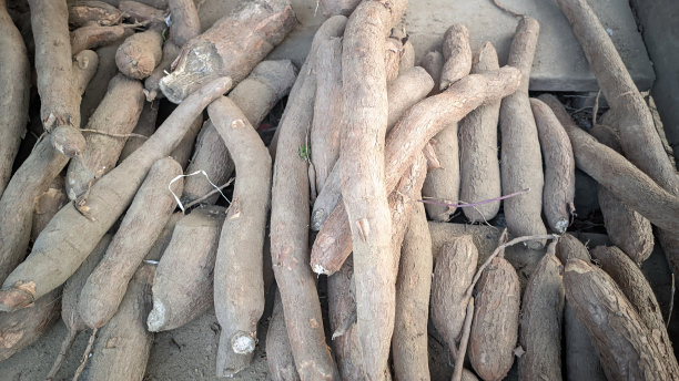 木薯收获季节，大量的木薯在市场上出售图片下载