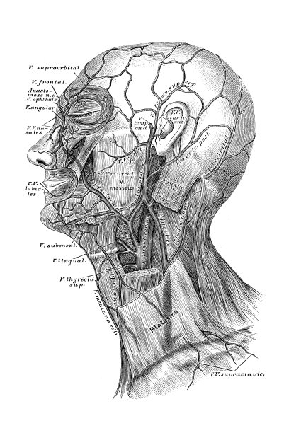 脸部和颈部的静脉图片下载