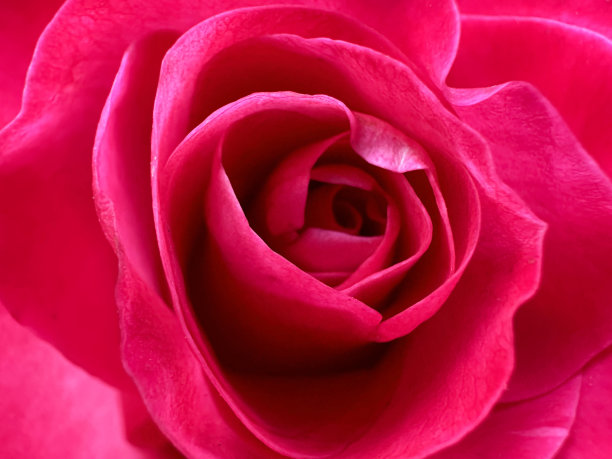 全画幅的红玫瑰开花生长，重点在前景图片下载