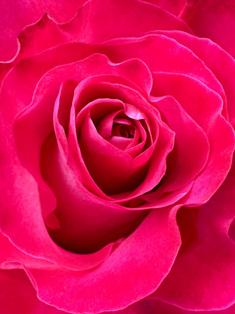 全画幅的红玫瑰开花生长，重点在前景图片下载