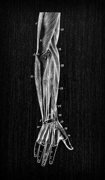 人体解剖学古董插图:手臂肌肉图片下载