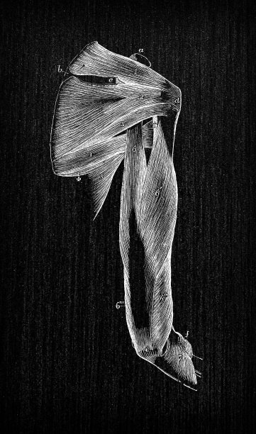 人体解剖学古董插图:手臂肌肉图片下载