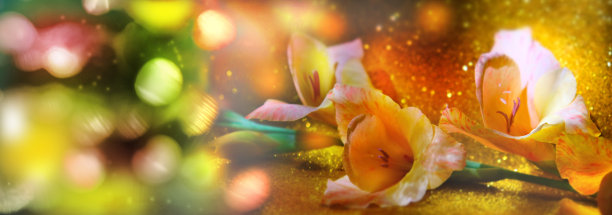 豪华的背景与美丽的剑兰花近距离，金色闪闪发光的散景灯，复制空间。豪华庆典，生日，婚礼图片下载