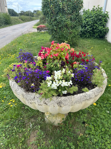 鲜花盛开的花坛图片下载