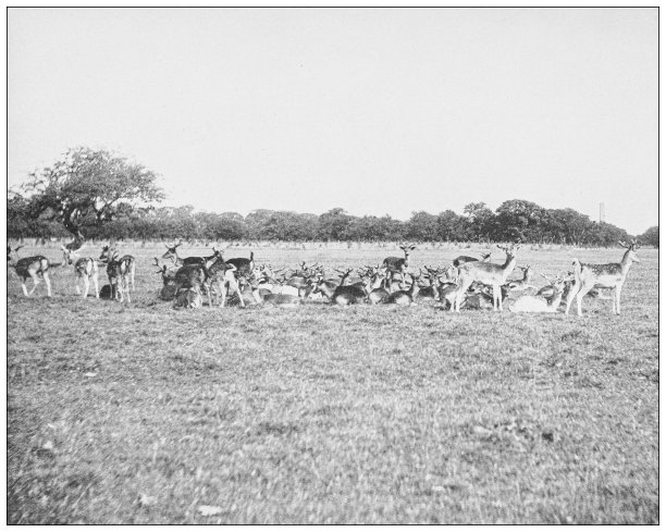 爱尔兰古董照片:鹿，凤凰公园图片下载