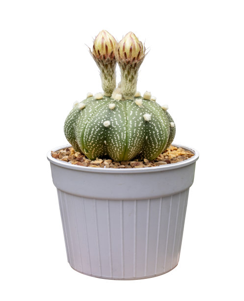 盆内开花仙人掌，白底分离图片下载