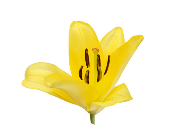 一朵百合花点缀在白色上图片下载