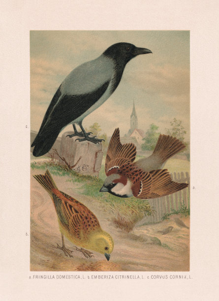 雀形目:家雀、黄翅雀和带帽乌鸦，彩色石印，出版于1887年图片下载