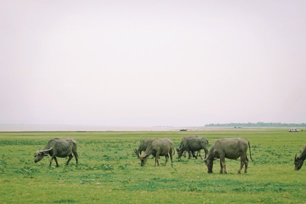 阳光明媚的一天，一群水牛在绿色的草地上吃草图片下载