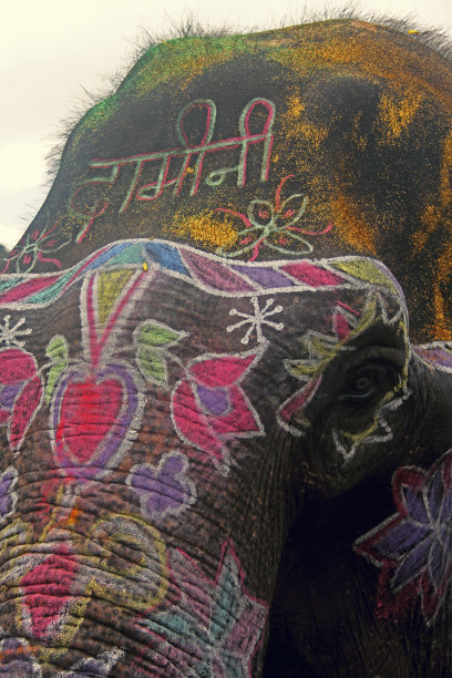 彩绘大象图片下载