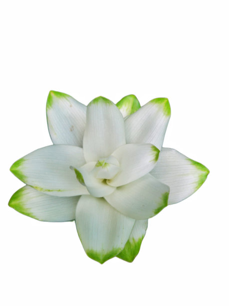 白色背景上的白色芬芳的花朵图片下载