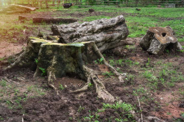 农业面积扩大导致的森林砍伐影响了天气和全球变暖。图片下载