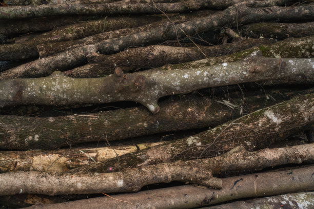 农业面积扩大导致的森林砍伐影响了天气和全球变暖。图片下载