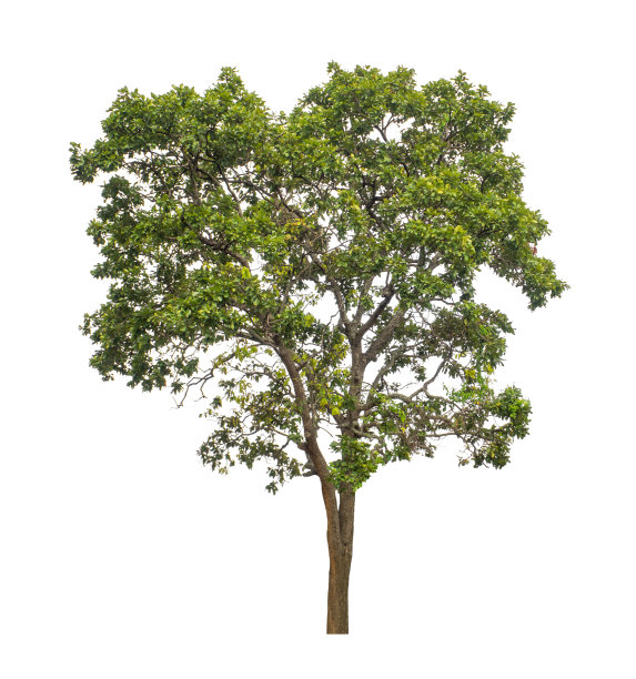 在白色背景上单独的树既适合打印，也适合网页图片下载