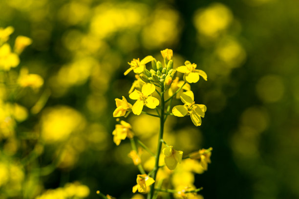 油菜植物和花的特写。油菜籽的栽培。图片下载