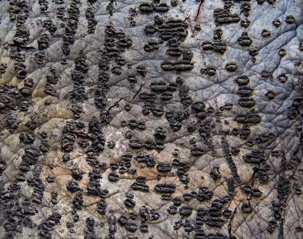 一张岩石的特写照片，上面有很多黑色的东西。图片下载