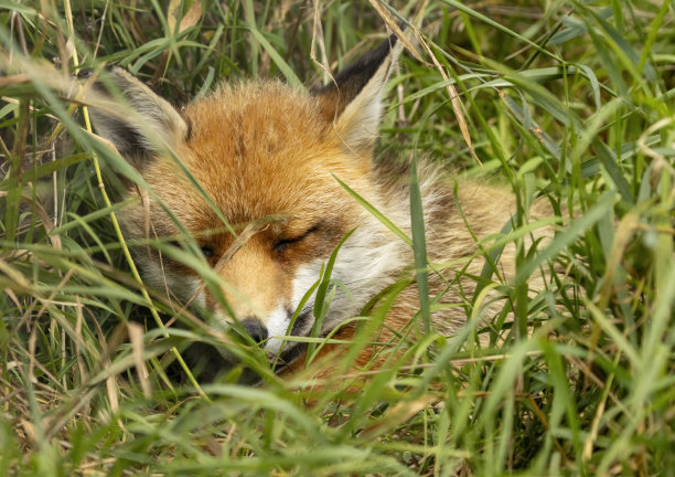 老公狐狸图片下载