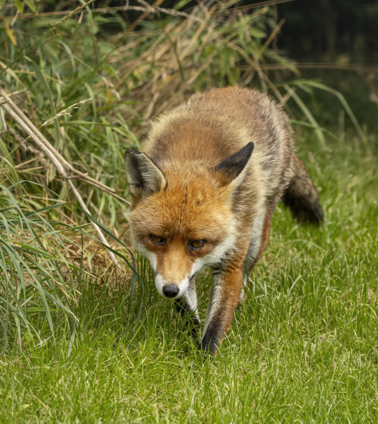老公狐狸图片下载