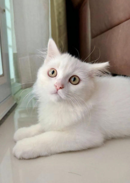 一张照片，一只白猫躺在窗户旁边的地板上，一只波斯猫躺在地板上看着相机。图片下载
