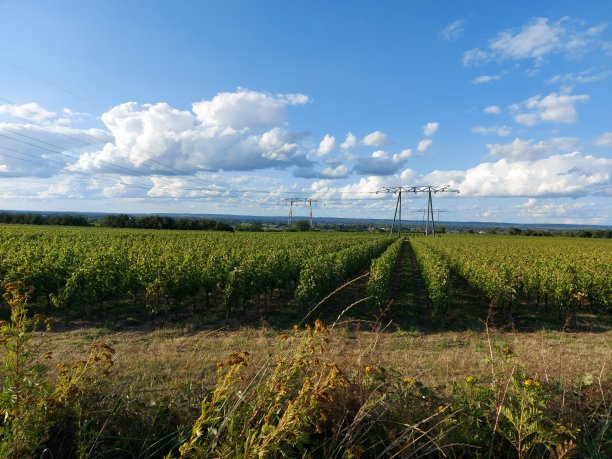 葡萄树种植图片下载