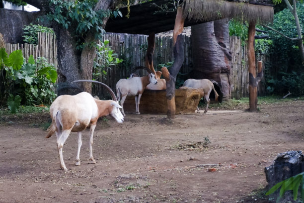 下午 enclosure 里的剑羚焦点选择图片下载