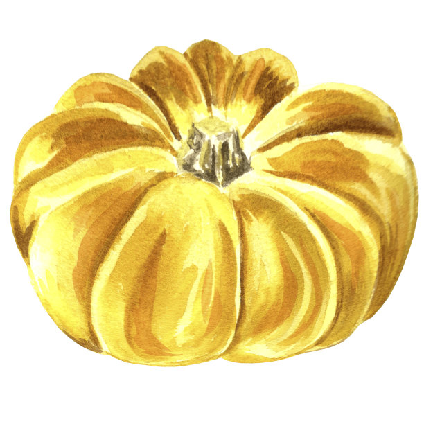 黄色南瓜水彩插图。手绘水彩插图JPEG设计。图片下载