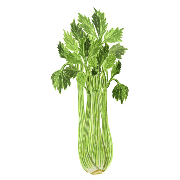 绿色芹菜的水彩插图。手绘水彩插图JPEG设计。图片下载