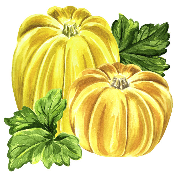 黄色南瓜和叶子的水彩画。图片下载