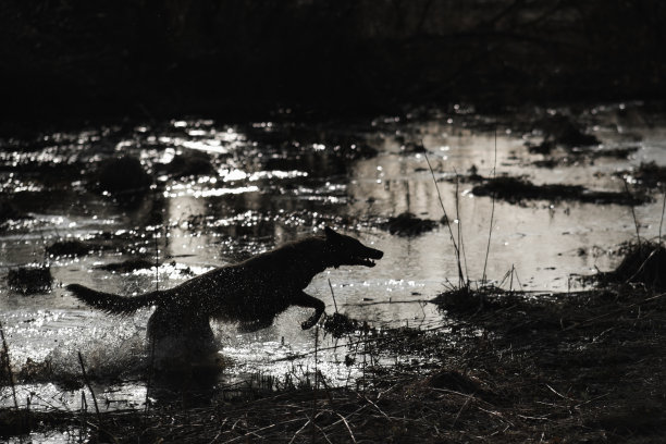 一只野狗在背光下穿过沼泽。黑白色调。落日图片下载