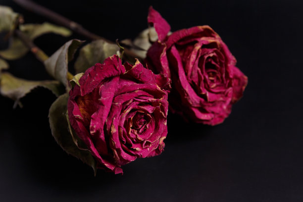 干玫瑰黑色背景，复制空间。不幸福的爱情，孤独，悲伤，年老，失落。图片下载