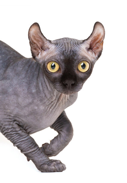 白色背景上的斯芬克斯猫肖像，特写图片下载