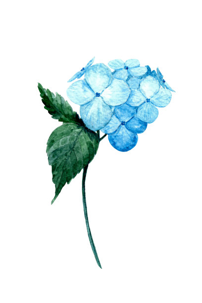 蓝色的绣球花。水彩植物插图。手绘夏天花与芽和叶孤立在白色的背景。图片下载