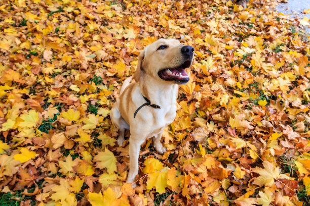 年轻的拉布拉多猎犬站在秋天公园的黄枫叶上图片下载