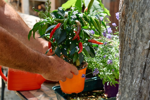 成熟男子的双手捧着花盆里的辣椒植株。园艺的爱好。健康有机食品理念。图片下载