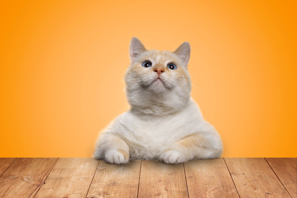 漂亮有趣的猫坐在桌子边抬头看，黄色背景图片下载