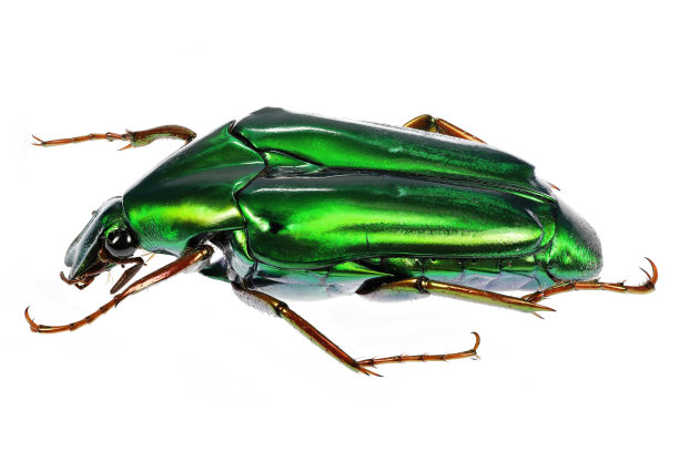 花皮(黄花草)图片下载