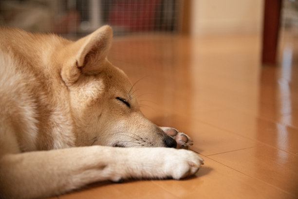 Shiba-ken睡觉图片下载