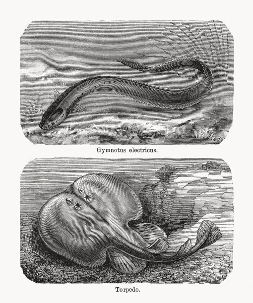 电鳗和有眼的电光，木版，1893年出版图片下载
