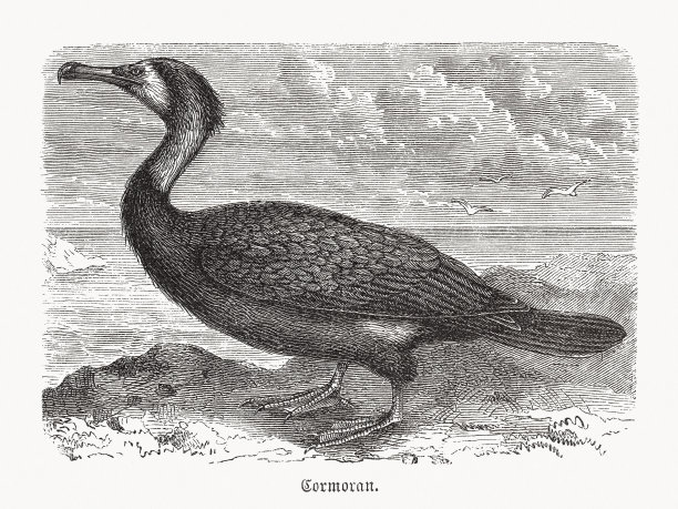 大鸬鹚(Phalacrocorax carbo)，木刻，1893年出版图片下载