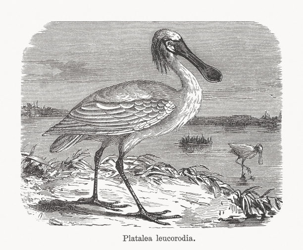 欧亚琵鹭，木版，1893年出版图片下载