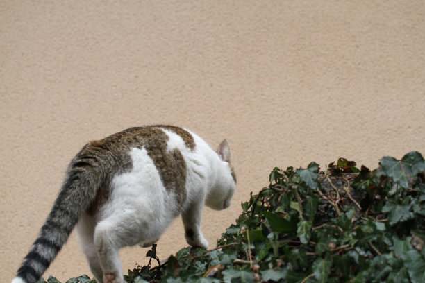 虎斑猫和白猫户外与绿色植物花园图片下载