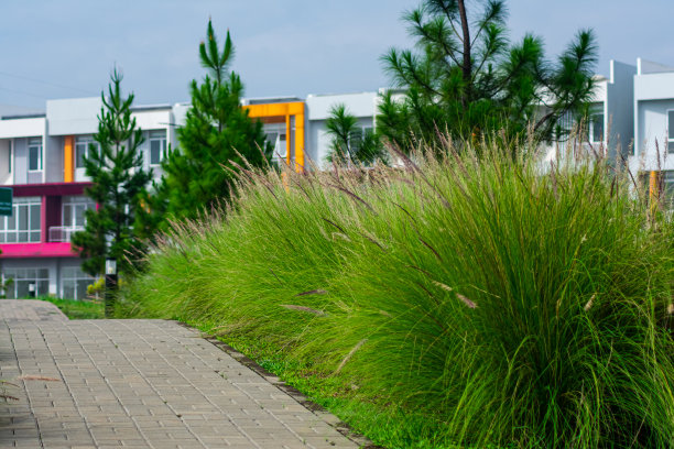 慢跑的跑道从美丽的城市公园景观与松树和装饰的野生草地图片下载